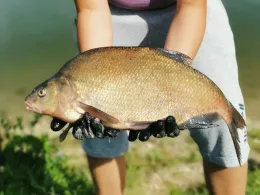 Peter-Groß-See (Kässee)