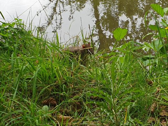 Gillbach (Butzheim)-1