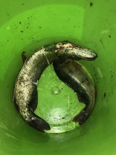 Schutter (Schuttern)