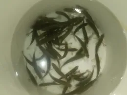 Stepenitz (Wolfshagen)