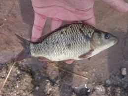 Lettenloch (Könnern)-1