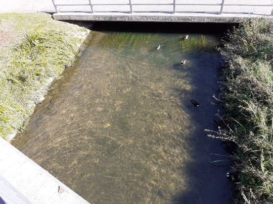 Hammerbach (Landshut)