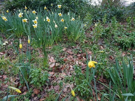 Issumer Fleuth (Winnekendonk)