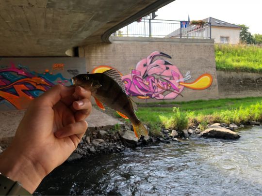 Selbitz (Naila-Selbitz)-1