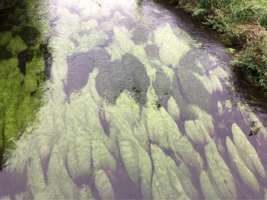 Selbitz (Naila-Selbitz)-2