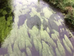 Selbitz (Naila-Selbitz)-2