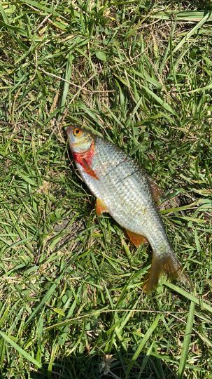 Mailinger Bach (Großmehring)