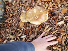 Mühlenteich (Düren)-1