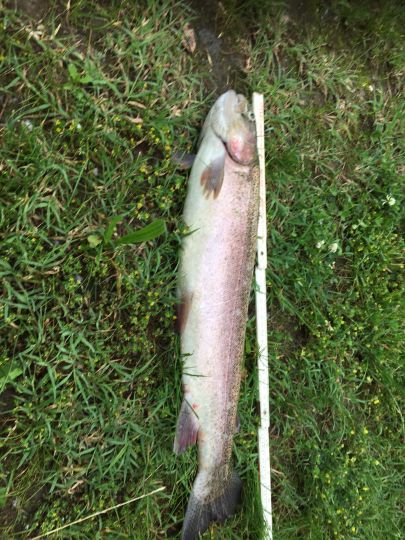 Schwanenweiher (Lauterbourg)-4