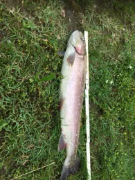 Schwanenweiher (Lauterbourg)-4