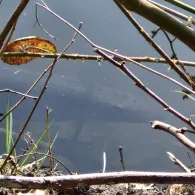 Galgenmoorsee (Cloppenburg)-1