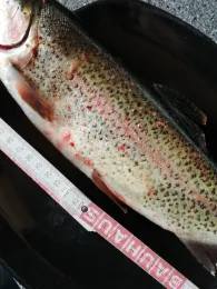 Große Enz (Bad Wildbad)