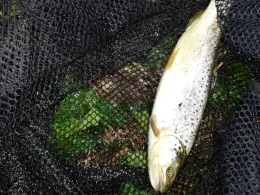 Neckar (Neckargemünd)-3