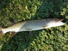 Buckowsee (Buckow)-2