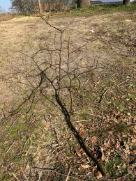 Fehlesee (Harsewinkel)-1