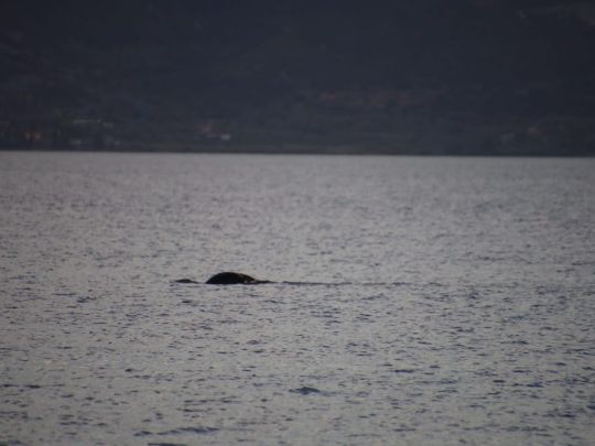 Saronischer Golf (Methana)-1