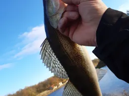 Elbe-Havel-Kanal (Parey)