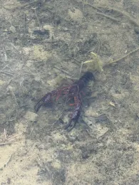 Hummelsee (Hamburg)-3