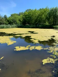 Schöpfteich Oschersleben