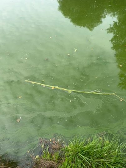 Ziegelweiher (Abenberg)-4