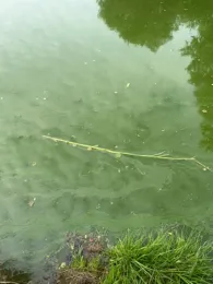 Ziegelweiher (Abenberg)-4