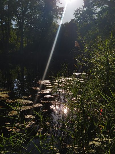 3 Waldteiche Dobien-3