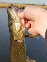 Peene (Alt Plestlin)