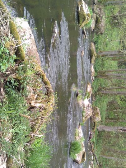 Schwarzach (Neunburg vorm Wald) angeln