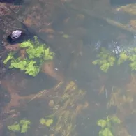 Bondenau (Großsolt)