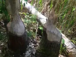 Alte Tongrube (Guttau)-3