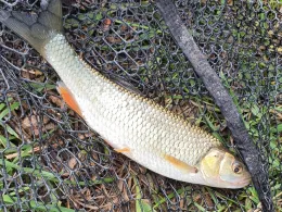 Zwickauer Mulde (Wolkenburg)-3