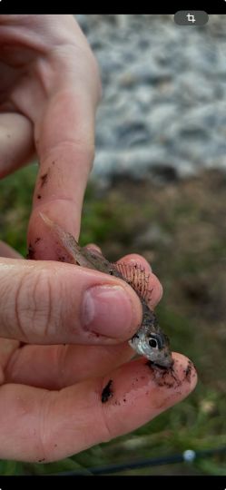 Elbe-Seitenkanal (Emmendorf)-1