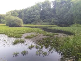 Ütschenteich (Darlingerode)-1