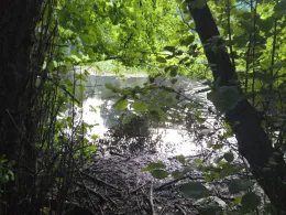 Ütschenteich (Darlingerode)-2