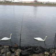 Rhein (Altlußheim-Rheinhausen)-2