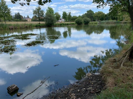 Riesno-Teich (Calau) angeln