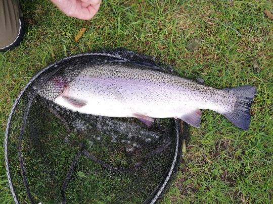 Königsee (Zellhausen)