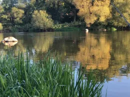 Regen (Marienthal-Stefling)-1