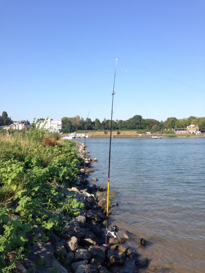 Rhein (Königswinter)-3