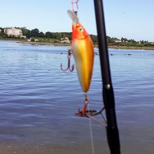 Rhein (Königswinter)-2