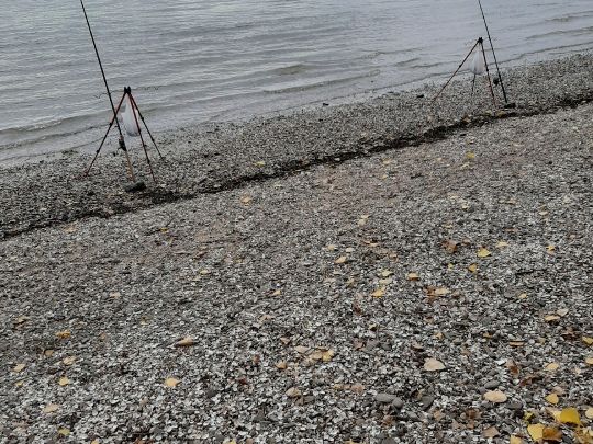 Rhein (Königswinter)-4