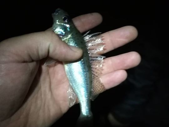 Kiesgruben Schweringen West-2