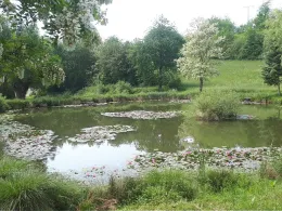 Kuhteiche (Moorgrund)-4