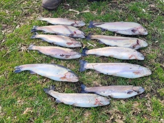 Forellenparadies Holm-4