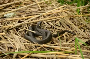 Parkteiche Straupitz