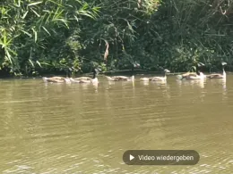 Altmühl (Gunzenhausen)-4