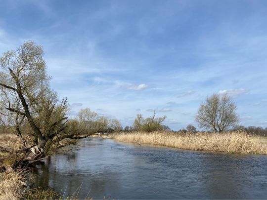 Spree (Spreeau-Mönchwinkel) angeln