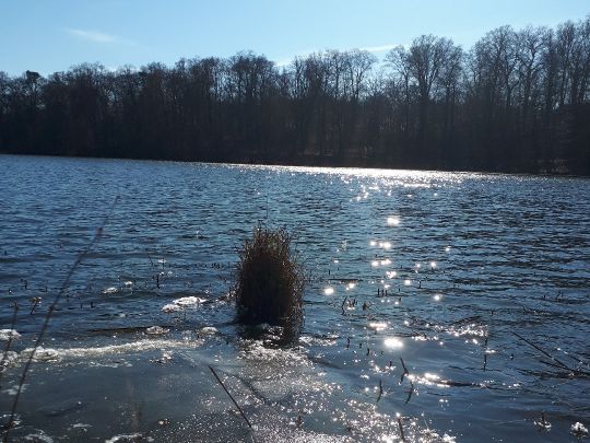 Mittelsee (Weisdin) angeln