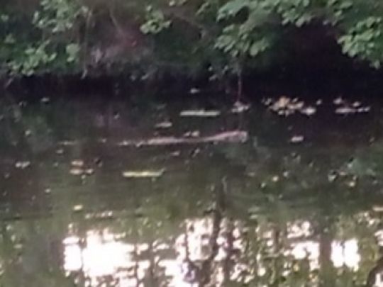 Langer Trödel (Liebenwalde)