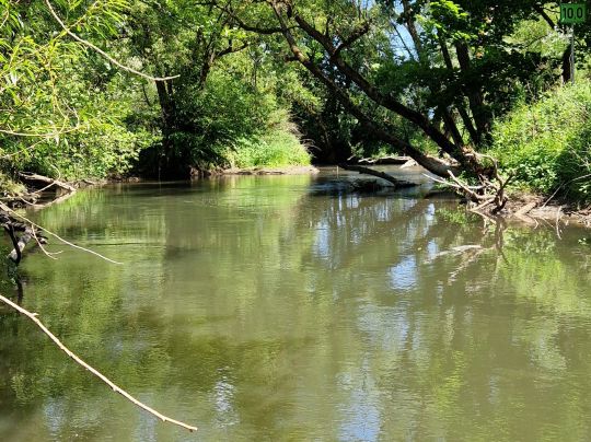 Weißer Main (Kulmbach)-4